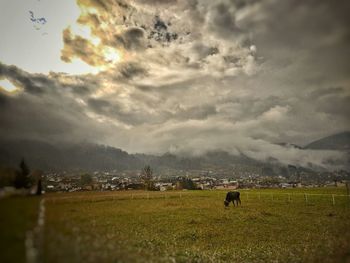 Cows grazing on field against storm clouds