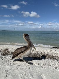 Lizard on the beach