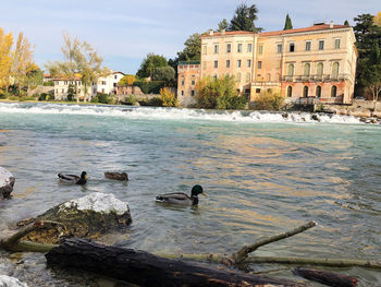 Ducks swimming in lake