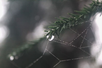 Close-up of spider web on plant