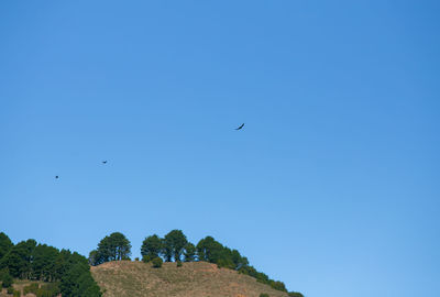 Low angle view of birds flying against clear blue sky