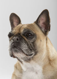 Close-up of a dog over white background