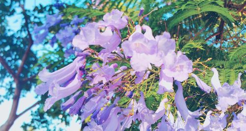 Close-up of fresh purple flowers against sky