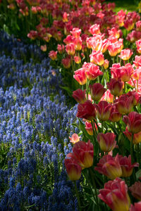 Close-up of red flowering plant in field