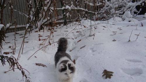 High angle view of dog on field during winter