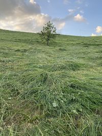 Scenic view of field against sky