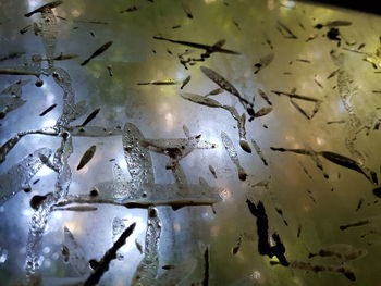 Full frame shot of wet glass