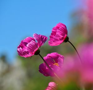 Close-up of pink flowering plant against sky