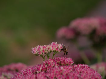 Close-up of bee pollinating on pink flower