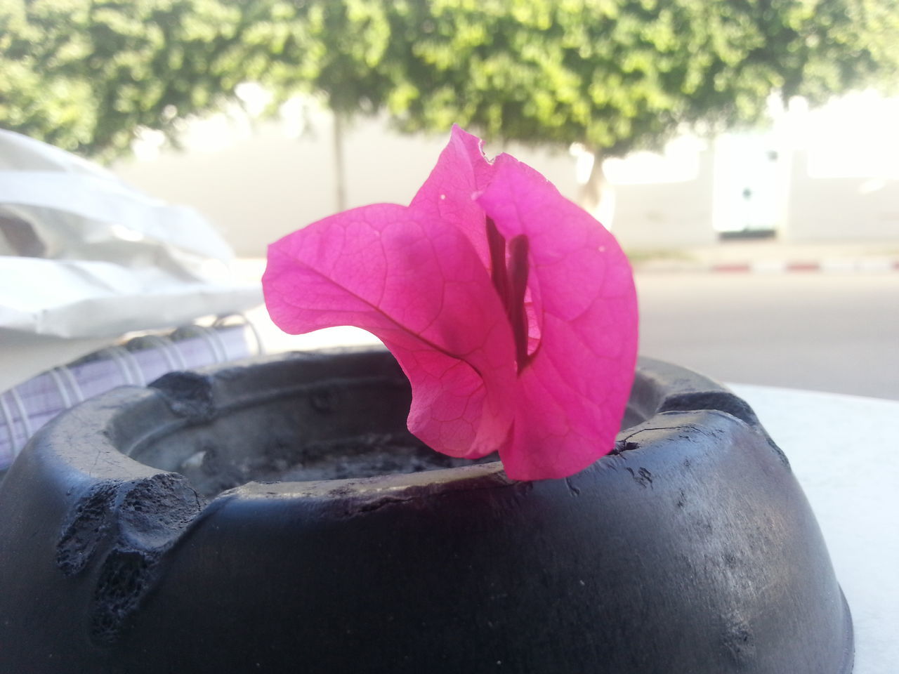 flower, petal, close-up, focus on foreground, pink color, fragility, flower head, single flower, growth, freshness, nature, red, beauty in nature, rose - flower, blooming, day, plant, no people, outdoors, blossom