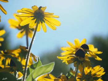 Close-up of yellow flowers blooming outdoors