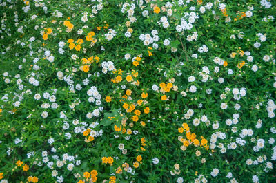 Close-up of white flowering plants on field