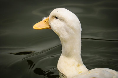 Close-up of duck swimming in lake