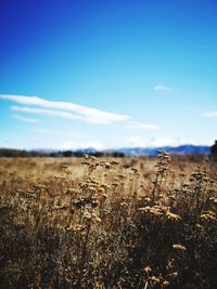 Plants growing on field against blue sky