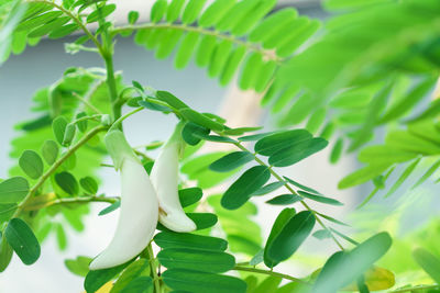 Close-up of white flowering plant leaves