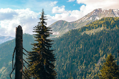 Panoramic view of pine trees and mountains against sky