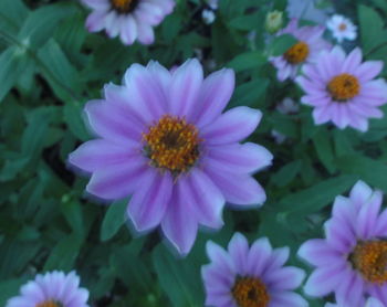 Close-up of purple flowers blooming outdoors