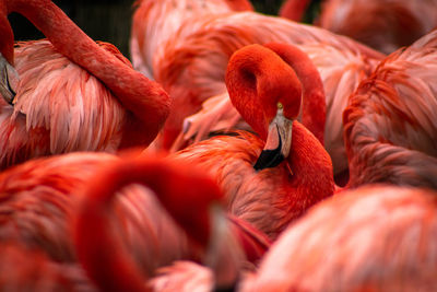 Flamingo herd focussed on one bird
