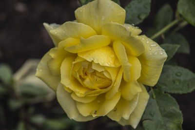 Close-up of wet yellow rose blooming outdoors