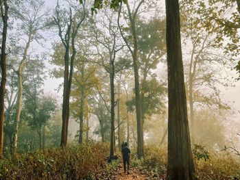 Rear view of man standing by trees in forest