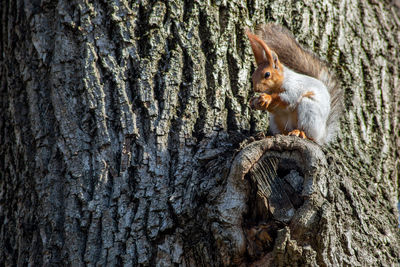 Cat sitting on tree trunk