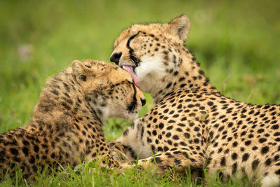 Close-up of cheetah lying washing her cub