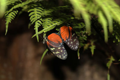 Close-up of butterfly on plant