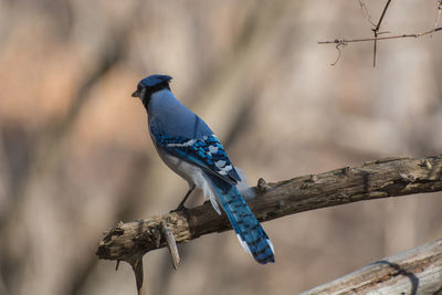 Close-up of bird perching on tree