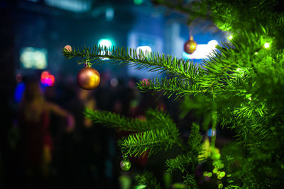 Close-up of illuminated christmas tree at night
