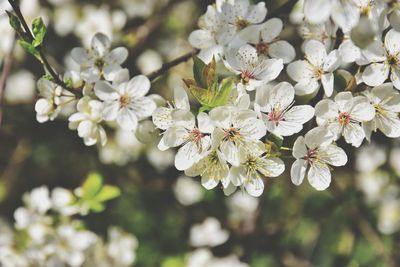 White blooming tree branch