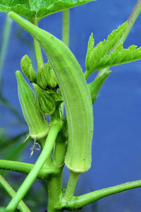 Close-up of green leaf on plant