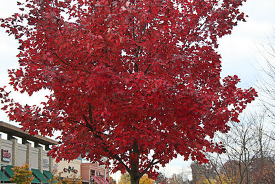 Low angle view of tree branches