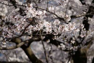 Close-up of cherry blossoms in spring