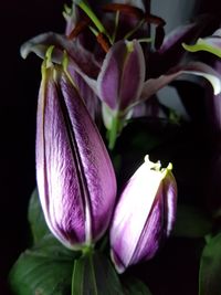 Close-up of purple flowers