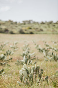 Close-up of plants growing on land