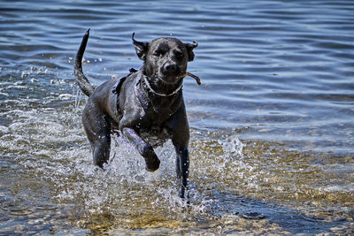 Dog running in water