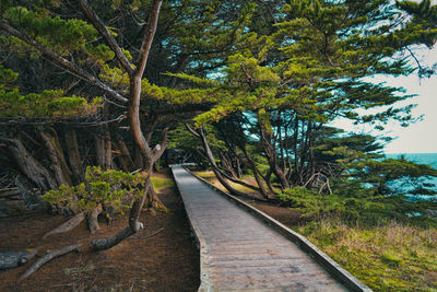 Footpath amidst trees in forest