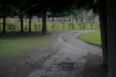 Road by trees in park