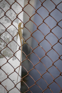 A chameleon perched on the iron fence