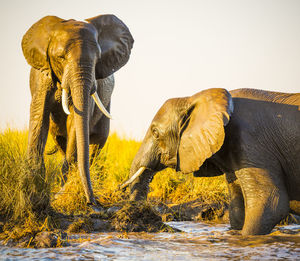 Elephant in lake