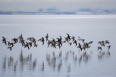 View of birds above sea against sky