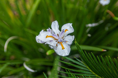 Close-up of white flowering plant