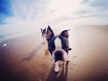 Fish-eye lens view of bulldogs walking at beach