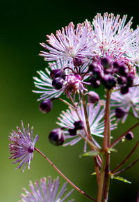 Close-up of pink flowers