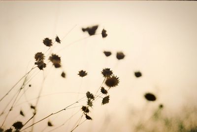 Close-up of flowers against sky