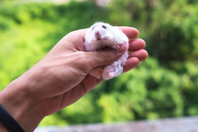 Cropped image of person holding hand