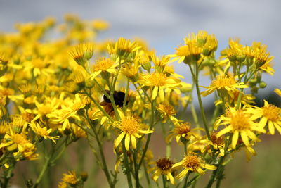 Close-up of bee on yellow flowers