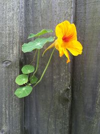 Close-up of yellow flowers