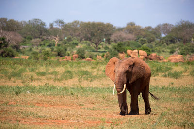 View of elephant walking on field