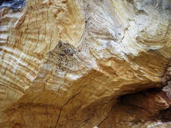 Full frame shot of tree trunk